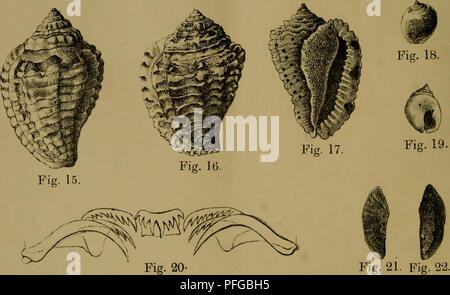 . Dbutsugaku zasshi. Zoologie Zoologie ;. Mollusques japonais. PL. X. ? ? ? ? ? ? ? ?. Veuillez noter que ces images sont extraites de la page numérisée des images qui peuvent avoir été retouchées numériquement pour plus de lisibilité - coloration et l'aspect de ces illustrations ne peut pas parfaitement ressembler à l'œuvre originale.. Nihon Dbutsu Gakkai ; Tky Dbutsu Gakkai. Tky : Tky Dbutsu Gakkai Banque D'Images