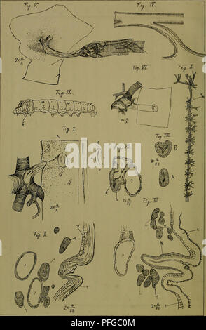 Cette image est tirée de *Dbutsugaku zasshi*, une revue zoologique présentant des études sur diverses espèces animales. Le contenu se concentre sur la recherche actuelle en zoologie, offrant un aperçu de la classification des espèces, du comportement et de la biologie évolutive. Banque D'Images