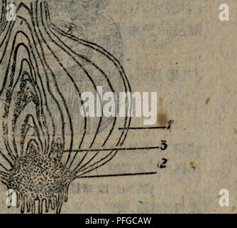 . Da zhong zhi Wu Xue. La botanique. . Veuillez noter que ces images sont extraites de la page numérisée des images qui peuvent avoir été retouchées numériquement pour plus de lisibilité - coloration et l'aspect de ces illustrations ne peut pas parfaitement ressembler à l'œuvre originale.. Nan Jing xue yuan nong nong xue xi zhi Wu Xue Yan Jiao zu bian zhu. jiang su ren min chu ban elle Banque D'Images