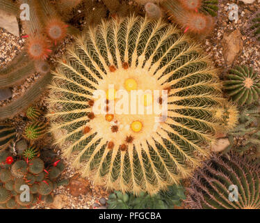 Bateau à quille (Golden Barrel Cactus, belle-mère coussin), vue d'en haut Banque D'Images