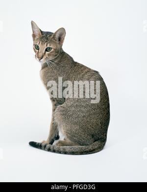 Caramel assis ticked tabby Oriental, vers l'avant Banque D'Images