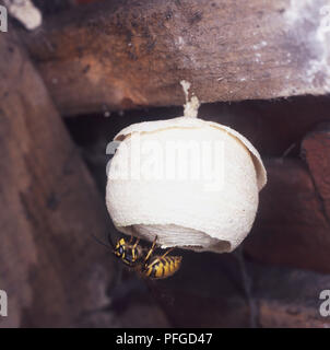 Wasp reine accroché à l'envers de son nid Banque D'Images