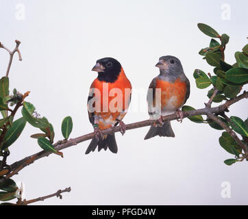 Deux oiseaux rouge Tarin (Carduelis cucullata) sur une branche feuillue, front view Banque D'Images