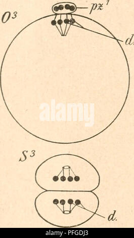. Das werden der organismen zur widerlegung Darwins von zufallstheorie durch das Gesetz in der Entwicklung. L'évolution ; la vie. . Veuillez noter que ces images sont extraites de la page numérisée des images qui peuvent avoir été retouchées numériquement pour plus de lisibilité - coloration et l'aspect de ces illustrations ne peut pas parfaitement ressembler à l'œuvre originale.. Hertwig, Oscar, 1849-1922. Jena, G. Fischer Banque D'Images