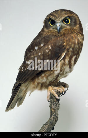 Vue latérale d'un chouette Boobook Sud, perché sur une branche, avec la tête vers l'avant. L'oiseau a une tête arrondie, bill, de grands yeux, mal défini, les disques faciaux et downcovered les jambes et les pieds Banque D'Images