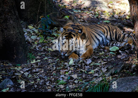 Tigre de Sumatra se reposant Banque D'Images