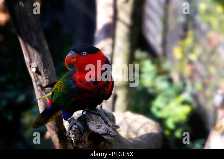 Plafonné Lorikeet noir Banque D'Images