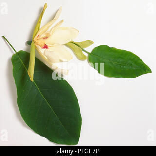 , Magnoliaceae Magnolia ashei, long, les feuilles elliptiques, les jeunes feuilles avec de grandes stipules et fleurs blanches en forme de coupe, tépales intérieurs blotched purple vers la base. Banque D'Images