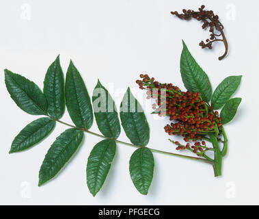 Les feuilles, les baies mûres, et les baies séchées de sumac Rhus glabra (lisse) Banque D'Images