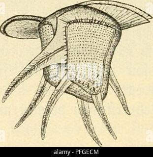 . Süsswasser das-plancton ; Einführung in die freischwebende unserer organismenwelt teiche, flüsse und seebecken. Le plancton d'eau douce ; les animaux. iFtg. 51. Omitho- cercus magnificus. Eur iq. 52. Ceratocorys horrida.. Veuillez noter que ces images sont extraites de la page numérisée des images qui peuvent avoir été retouchées numériquement pour plus de lisibilité - coloration et l'aspect de ces illustrations ne peut pas parfaitement ressembler à l'œuvre originale.. Zacharias, Otto, 1846-1916. B. G. Teubner, Leipzig Banque D'Images