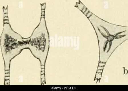 . Süsswasser das-plancton ; Einführung in die freischwebende unserer organismenwelt teiche, flüsse und seebecken. Le plancton ; animaux d'eau douce. . Veuillez noter que ces images sont extraites de la page numérisée des images qui peuvent avoir été retouchées numériquement pour plus de lisibilité - coloration et l'aspect de ces illustrations ne peut pas parfaitement ressembler à l'œuvre originale.. Zacharias, Otto, 1846-1916. B. G. Teubner, Leipzig Banque D'Images