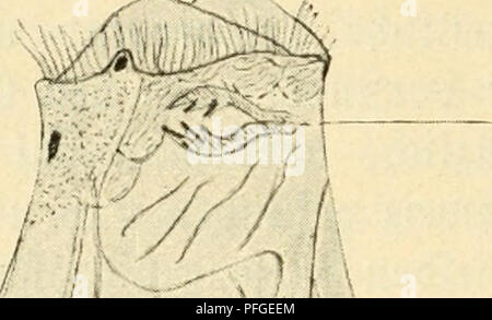 . Süsswasser das-plancton ; Einführung in die freischwebende unserer organismenwelt teiche, flüsse und seebecken. Le plancton ; animaux d'eau douce. 36 VII. Ftöbertiere ^3ie être^ ^§ Ian !tonne.. Veuillez noter que ces images sont extraites de la page numérisée des images qui peuvent avoir été retouchées numériquement pour plus de lisibilité - coloration et l'aspect de ces illustrations ne peut pas parfaitement ressembler à l'œuvre originale.. Zacharias, Otto, 1846-1916. B. G. Teubner, Leipzig Banque D'Images