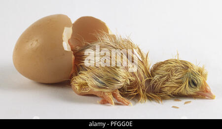 Les jeunes oisillons (Gallus gallus) étendu face vers le bas à côté de la coquille des œufs cassés marron Banque D'Images