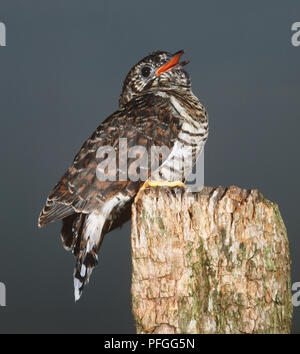 (Cuculus canorus Common Cuckoo) avec son bec légèrement ouverte, perché sur le bord d'une pièce de bois, side view Banque D'Images