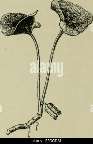 . Das Leben der Pflanze. Les plantes ; plantes ; plantes ; phytogéographie. Sie ^afehüurj. 291. amerüa Trtcn Befannt ctum 13 5finb. Unferc .^afeliuurg (A. L. europaeum, ftel e^§ ha S5tlb) ntebermürf^^ift ein igcS 23obcntraut tiefftcn§ ba, bcn scf3atten ber liebt SBälber hjpifdjer ein unb 33}egleiter6urf en fit. S3on j'^nierenfötmigen ren berben, fogar, lüinterlirfien Srfjncebetfc unter ber au^bauernben§ e fit blättern être !onnt, ha'^§ bn fie bun !elfte (§oüer eimifdjcn rün l^^ciüäd ( nufiueifen fc). S)ie, glocfigcn bröuntic^^au en en fcfjmutjig bunfcl unb innen, alfü luicbcr =purpurnen-tcifcf^ » Dürtüufdjen") Banque D'Images