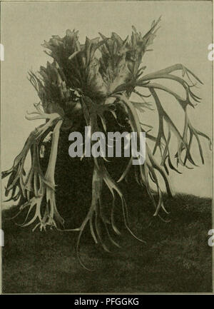 . Das Leben der Pflanze. Les plantes ; plantes ; plantes ; phytogéographie. 33rattrot§ eicf al)lfd)ul3. 265^^k zn. 2)cnn bie jungen 23lättcr, dans ^arbftoff benen ber rote auftritt, finb dans !räf"^§Bac 2tigern tum begriffen, nehmen bie bagu nötigen Stoffe aber nic^t au§ Slffimilation eigner, bie ja infolge être§ Sporop^gllmangelS^^ac fae il fonbern erljalten angeleitet, fic, aKcn ^n homme fann saurait ha 33§ Iattrot^ al^ymfdju^ ©n aber aucf) nid)t beuten. Si finb Dryobalanops aromatica, ber-tammpftan^e ©être§ ^gorneos fampfer§ jioar, bie jungen Blätter rot gefärbt, aber mit 3lu§^Slattncroen na moi ber, dans benen Banque D'Images