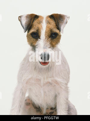 Jack Russell Terrier (Canis familiaris), close up, vue de face. Banque D'Images