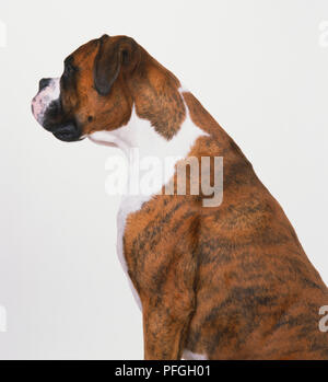 Boxeur (Canis familiaris), profil. Banque D'Images