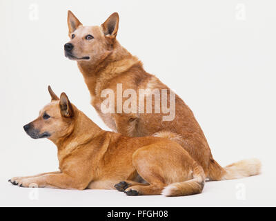 Deux Australian Cattle Dogs (Canis familiaris), l'un assis et une position couchée, vue de côté. Banque D'Images