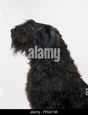 Chien Bouvier Des Flandres avec la tête de profil Banque D'Images