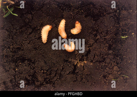 Vigne (Otiorhynchus sulcatus) larves dans le sol, vue de dessus Banque D'Images