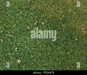 Trifolium repens, trèfle blanc commun, poussant dans l'herbe, vue de dessus Banque D'Images
