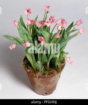 Tulipe rose en plante en pot, close-up Banque D'Images