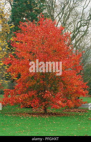 Acer rubrum Érable rouge écarlate, ou d'érable l'érable ou un marais ou ?octobre gloire', arbre à feuillage rouge en automne. Banque D'Images