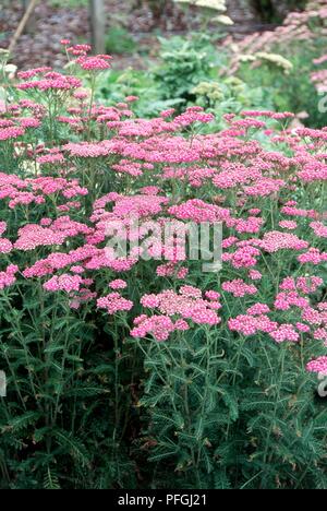 L'Achillea millefolium 'Cerise Queen' (millefeuille), plante vivace à fleurs roses et les feuilles vertes Banque D'Images