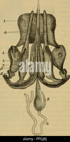 Ce livre se concentre sur l'étude des abeilles, détaillant divers aspects de la culture des abeilles, y compris leur comportement, leur biologie et la mécanique de la production de miel. Il offre un aperçu de la structure de leur ruche, des modèles de recherche de nourriture et de l'importance écologique. Banque D'Images