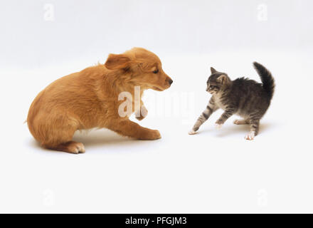 Tabby kitten affichage défensif vers Labrador, chiot Banque D'Images