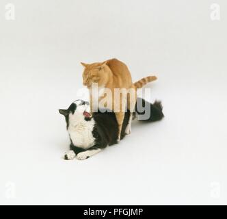 Les sifflements d'accouplement chat gingembre chat noir et blanc Banque D'Images