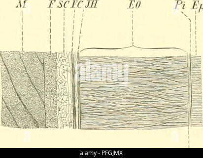 . Das elektrische orgue des afrikanischen Zitterwelses malopterurus electricus (Lacépède) : anatomisch Untersucht. Poissons -- Anatomie ; les orgues électriques en poissons, poissons-chats. AI Fscivm PiFp. Suis Si Holzschnitt-Figur 2. Holzschnitt-Figur 3. Holzschnitt-Figur 2. Und etwas schematisch Verkleinerter gehaltener Querschnitt durch die Mitte von 31 cm langen Zitter^'elses ; Der Querschnitt caudalen Hälfte. Das elektrische Gewebe (£0) ist durch Schraffirung. Ä dorsale mediane Scheidewand ; 5, ventrale mediane Scheidewand ; H Hautgewebe Organhülle ; JH innere Fascia subelectrica ; FC ; SC sous strate Banque D'Images