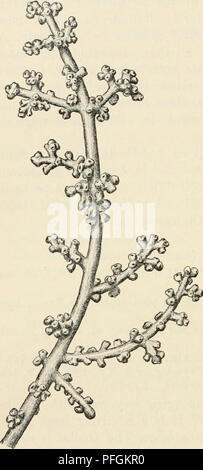 Le Dansk Botanisk Arkiv est une archive botanique danoise documentant les espèces végétales, avec un accent sur la morphologie et la classification. Ce volume décrit les ramifications irrégulières et les structures reproductrices d'une espèce particulière, y compris les tétrasporanges formées à l'extrémité des ramuli en forme de tubercule. Banque D'Images