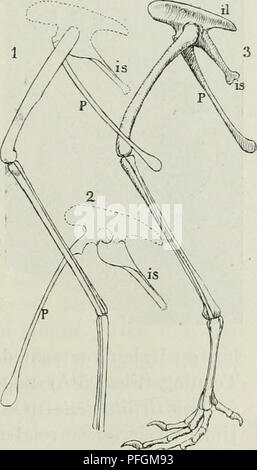 Ce journal de la Société ornithologique danoise présente des études sur les oiseaux, y compris des recherches sur des spécimens fossilisés. Il comprend des photographies du fossile, qui ont été prises par le Dr Talbot pour une étude plus approfondie et la reproduction dans des travaux universitaires. Banque D'Images
