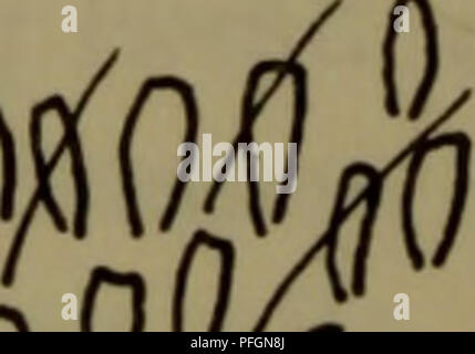 Ce guide de la faune danoise fournit des descriptions détaillées de diverses espèces trouvées au Danemark. Il se concentre sur la diversité des motifs de couleur et de la morphologie, y compris la ressemblance de certaines espèces avec les fourmis, et les changements qui se produisent tout au long du cycle de vie d'un individu. Banque D'Images