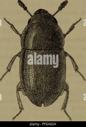 Cette section du guide de la faune danoise se concentre sur les espèces rares trouvées dans des habitats spécifiques comme les forêts, les falaises et les sols fertiles. Il met en évidence les caractéristiques des espèces et leurs environnements préférés pour la survie. Banque D'Images