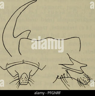 Ce manuel illustré sur la faune du Danemark détaille diverses espèces, dont le Cychrus caraboides, un coléoptère trouvé dans l'hémisphère nord. Le guide se concentre sur les caractéristiques et la répartition des espèces dans les régions tempérées du Danemark. Banque D'Images