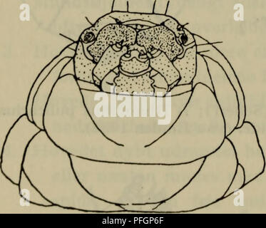 Ce manuel illustré de la faune danoise fournit des descriptions détaillées des espèces trouvées au Danemark, y compris des informations sur la morphologie, l'anatomie et le comportement des insectes. Il se concentre sur les divers écosystèmes et les caractéristiques des espèces de la région. Banque D'Images