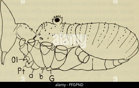 Cette section du guide de la faune danoise se concentre sur *Phalangiuni opilio* (arracheur), détaillant sa morphologie, y compris une forme de selle unique et des chélicères. L'espèce est connue pour son aspect distinctif, avec des pattes allongées et des caractéristiques corporelles caractéristiques, qui aident à son identification. Banque D'Images