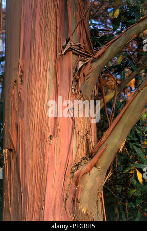 Eucalyptus johnstonii (jaune de Tasmanie), close-up de couleur brun-rouge, écorce de déroulage Banque D'Images