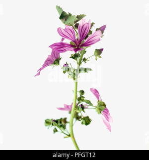 Malva sylvestris (mauve commune), rose-violet pâle, veiné vert moyen en fleurs avec des feuilles duveteuses sur longue tige, close-up Banque D'Images