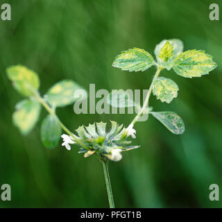 Melissa officinalis 'Aurea' (mélisse), petites fleurs blanches et bigarré, parfumés au citron laisse Banque D'Images