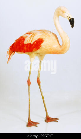 Flamant rose (Phoenicopterus ruber) Comité permanent Banque D'Images