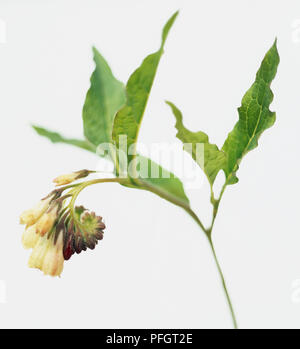 , Consoude (Symphytum officinalis) Knitbone, unilatéral des grappes de fleurs blanches et violettes flowerbuds sur tige poilue en courbe, et vert, couvert de feuilles en forme de lance à poils hérissés, close-up Banque D'Images