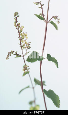 Teucrium scorodonia (Bois Sage), de petites fleurs blanches et des feuilles vertes sur de hautes tiges Banque D'Images
