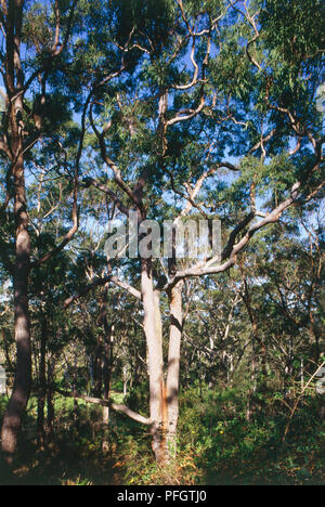 L'Australie, New South Wales, Sydney, Sydney une gomme rouge, avec des membres noueux, au parc national de Lane Cove. Banque D'Images