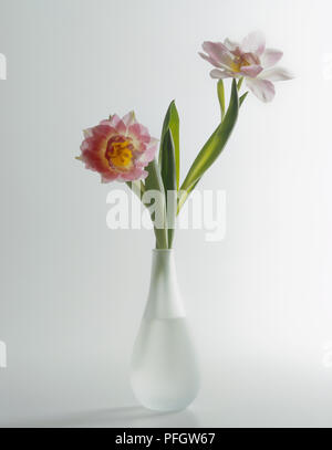 Tulipe rose avec des feuilles vertes en vase verrerie Banque D'Images