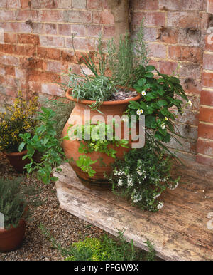 Sélection d'herbes poussant dans grand pot en terre cuite par mur de brique rouge, vue de côté. Banque D'Images