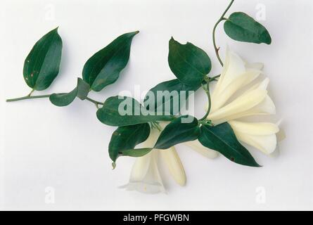 Avantgardiste Lapageria rosea var albiflora (campanule chilienne), de fleurs blanches et de feuilles vertes sur longue tige Banque D'Images